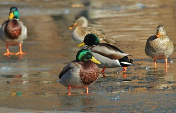 A male Mallard duck, as seen on a frozen pond in Saint Louis, Missouri, USA. With iridescent green colors, the male is absolutely beautiful and striking to say the least. Colors in Nature is theme