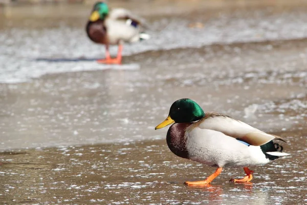 Чоловічий Качка Mallard Видно Замерзлому Ставку Сент Луїсі Штат Міссурі — стокове фото