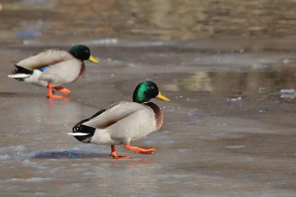 Eine Männliche Stockente Wie Sie Auf Einem Zugefrorenen Teich Saint — Stockfoto