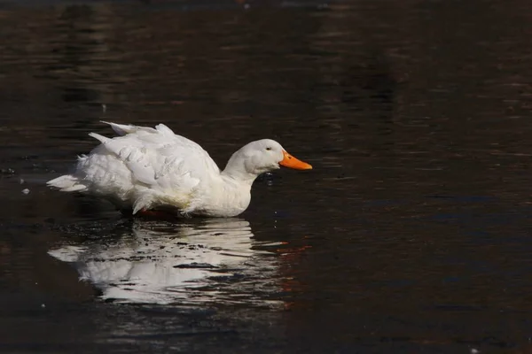 American Pekin Pato Branco Pequim Visto Uma Lagoa Congelada Como — Fotografia de Stock