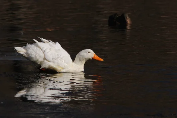 American Pekin White Peking Duck Seen Frozen Pond Cold Winter — Stock Photo, Image