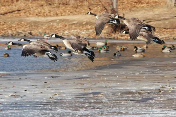 Gansos Canadienses Goose Como Estanque Lago Congelado Saint Louis Missouri — Foto de Stock
