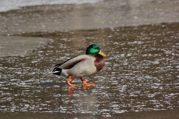 Чоловічий Качка Mallard Видно Замерзлому Ставку Сент Луїсі Штат Міссурі — стокове фото