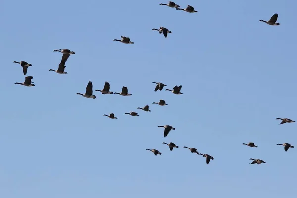 Gansos Canadienses Vuelo Poco Después Del Despegue Como Saint Louis — Foto de Stock