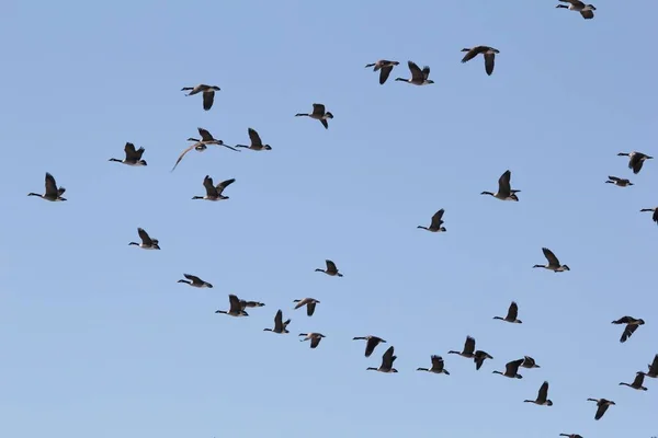 Gansos Canadienses Vuelo Poco Después Del Despegue Como Saint Louis — Foto de Stock