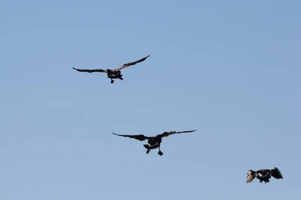 Gansos Canadienses Vuelo Poco Después Del Despegue Como Saint Louis — Foto de Stock