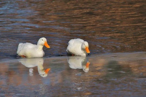 White American Pekin White Peking Ducks Walk Canadian Geese Frozen — Stock Photo, Image