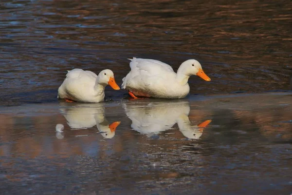 White American Pekin White Peking Ducks Walk Canadian Geese Frozen — Stock Photo, Image