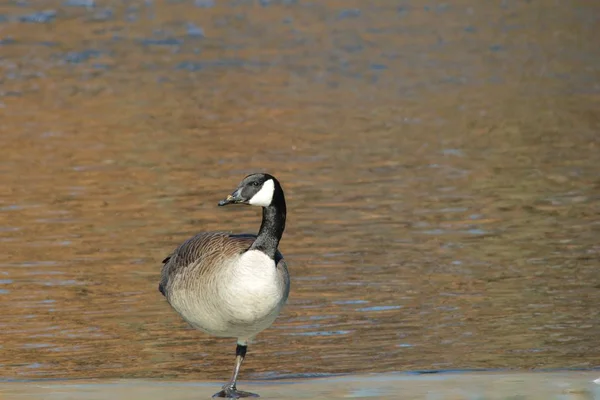 Canadian Goose Saint Louis Missouri Usa — Stock Photo, Image