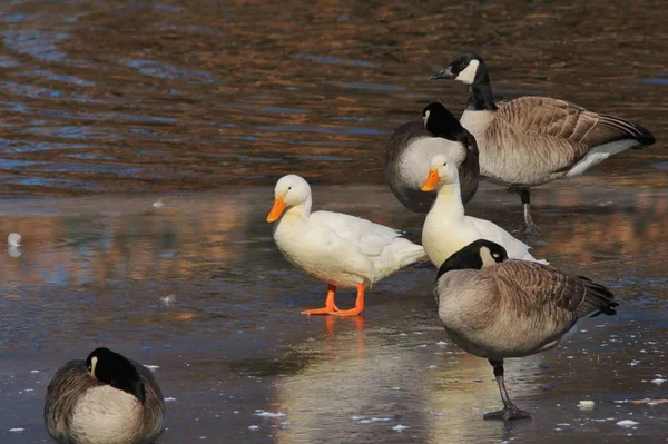 White American Pekin, or White Peking ducks walk past Canadian Geese on a frozen pond or lake. As seen in Saint Louis, Missouri, USA. With a winter freeze in affect, colors in nature created beauty.