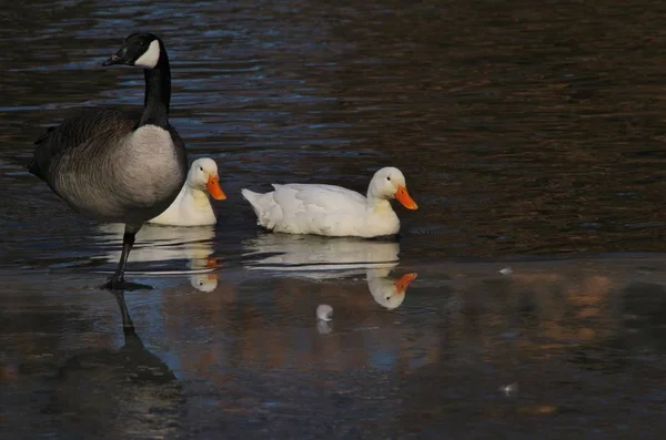 White American Pekin White Peking Ducks Walk Canadian Geese Frozen — Stock Photo, Image