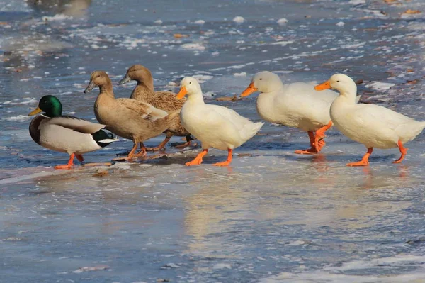 White American Pekin, or White Peking ducks walk past Canadian Geese on a frozen pond or lake. As seen in Saint Louis, Missouri, USA. With a winter freeze in affect, colors in nature created beauty.