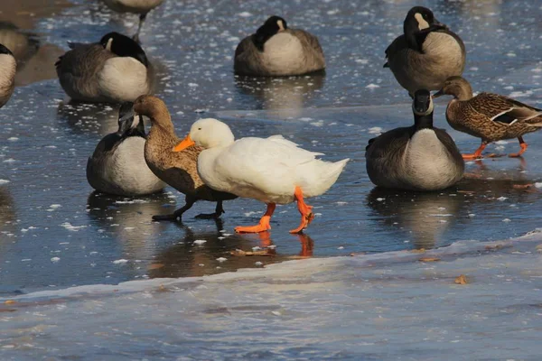 White American Pekin White Peking Ducks Passam Por Gansos Canadenses — Fotografia de Stock