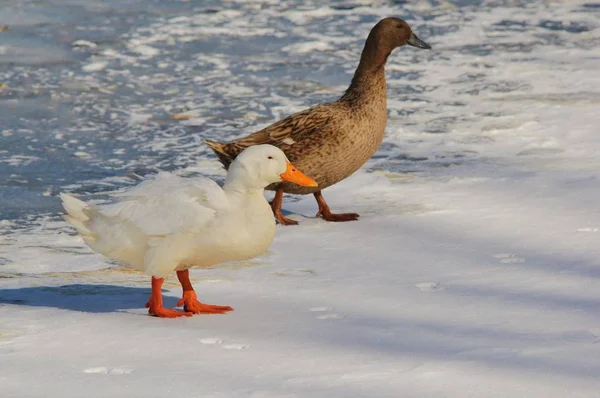 White American Pekin White Peking Ducks Walk Canadian Geese Frozen — Stock Photo, Image