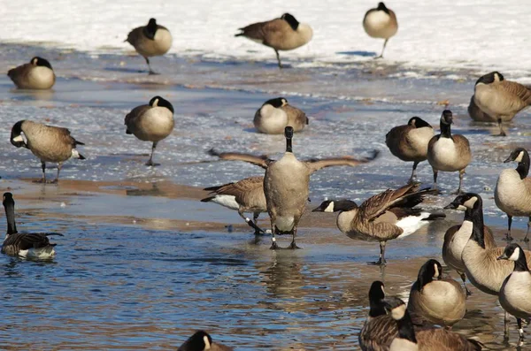 Canadian Geese Goose Seen Frozen Pond Lake Saint Louis Missouri — Stock Photo, Image