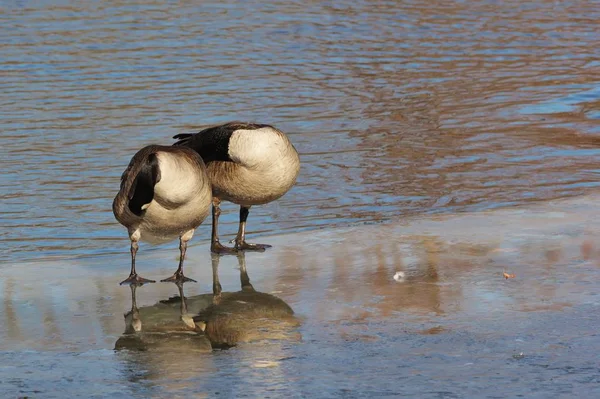 Canadian Geese Saint Louis Missouri Usa — Stock Photo, Image