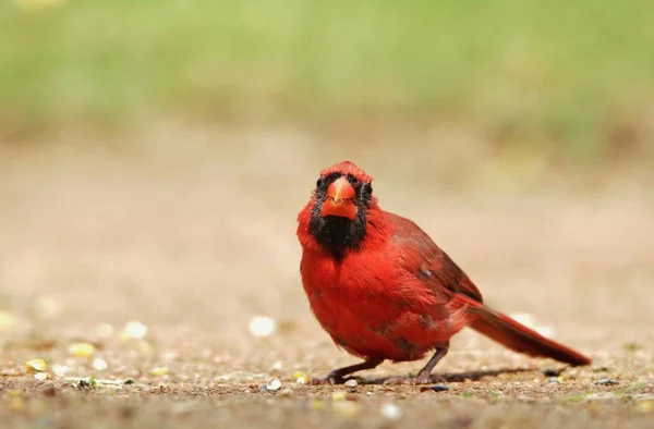 Cardinal Nordique Mâle Plumage Reproducteur Pose Avec Des Plumes Rouge — Photo