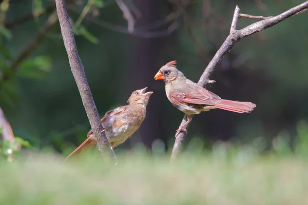 Northern Cardinal Saint Louis Missouri Los Cardenales Aman Los Comederos — Foto de Stock