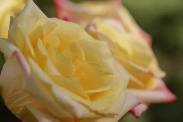 Жовті Троянди Рожевими Кінчиками Використовується Всьому Світу Символ Любові Романтики — стокове фото