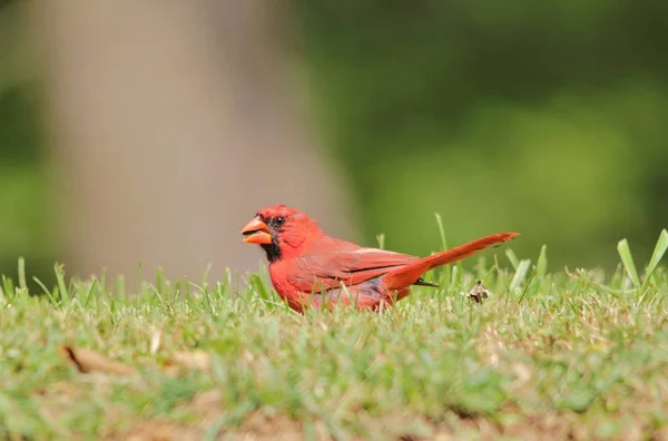 Cardinal Nordique Mâle Plumage Reproducteur Pose Avec Des Plumes Rouge — Photo