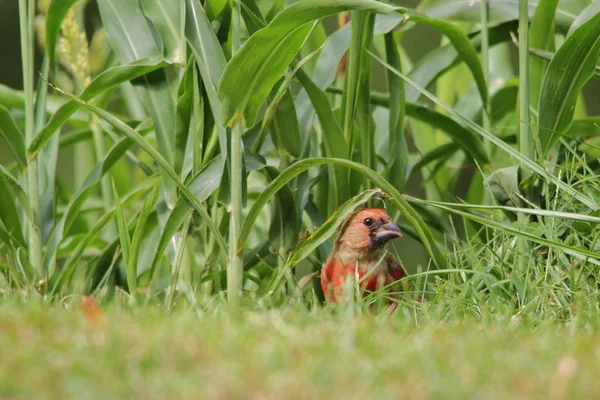 Northern Cardinal Saint Louis Missouri Verenigde Staten Kardinalen Houden Van — Stockfoto