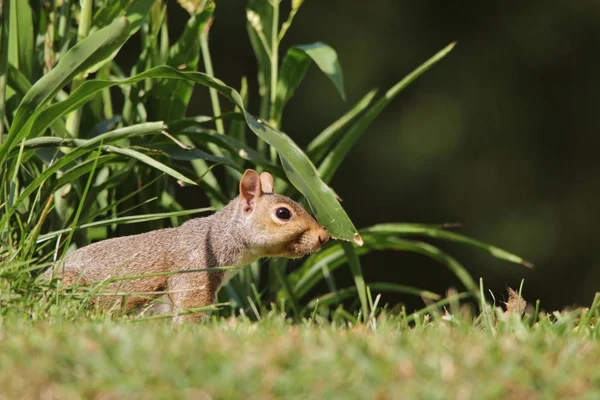 Często Szczyty Grey Squirrel Żywopłotu Łodygi Kukurydzy Jak Widać Saint — Zdjęcie stockowe