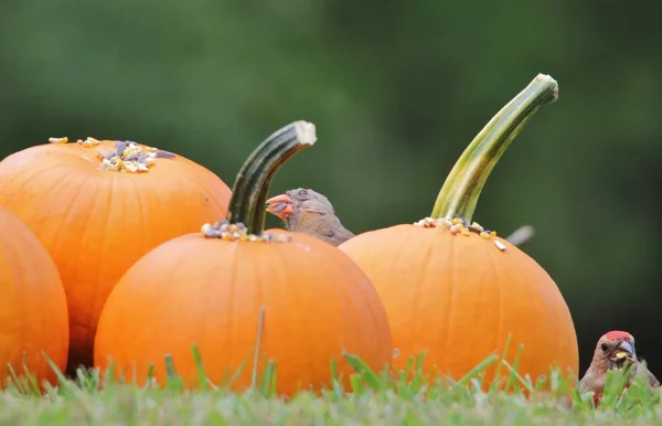 Northern Cardinal feed on Sunflower seeds laid on yellow pumpkins. As photographed in Saint Louis, Missouri, USA. Representative of the season (Halloween) in combination with wild bird beauty