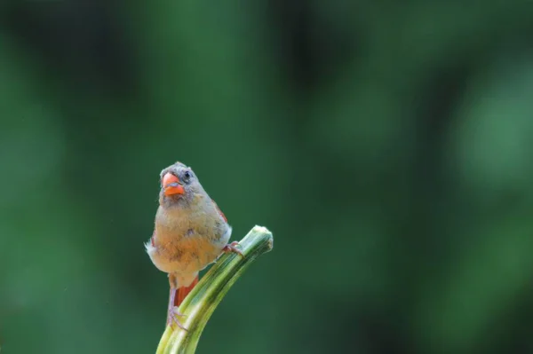 Милий Маленький Птах Гілці Дерева — стокове фото