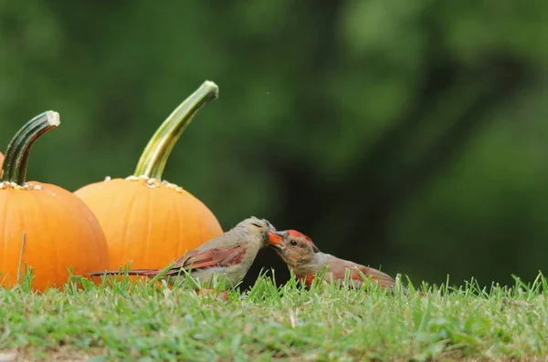 Northern Cardinal feed on Sunflower seeds laid on yellow pumpkins. As photographed in Saint Louis, Missouri, USA. Representative of the season (Halloween) in combination with wild bird beauty