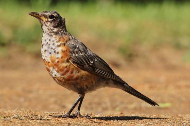 Saint Louis, Missouri, Abd vahşi genç bir Red Robin kuş. 