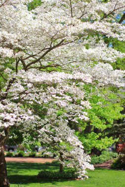 Güzel beyaz kızılcık ağacı açan. Doğal arka plan