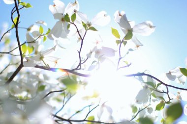 Mavi gökyüzüne karşı güzel beyaz kızılcık çiçekleri. Doğal arka plan