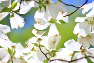 Mavi gökyüzüne karşı güzel beyaz kızılcık çiçekleri. Doğal arka plan