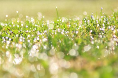 Çiy Gümüş Shine ile Yeşil Çim Arka Plan. Yaşamın Doğal Renkleri ve Dokuları 