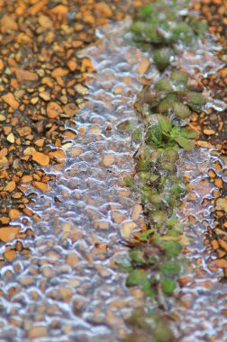 Kış Arka Planı - Renkli Doğada Buz - Donmuş dallar