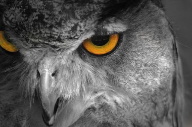 Büyük Boynuzlu Baykuş, yakından bak. Yaban Hayatı Arka Plan