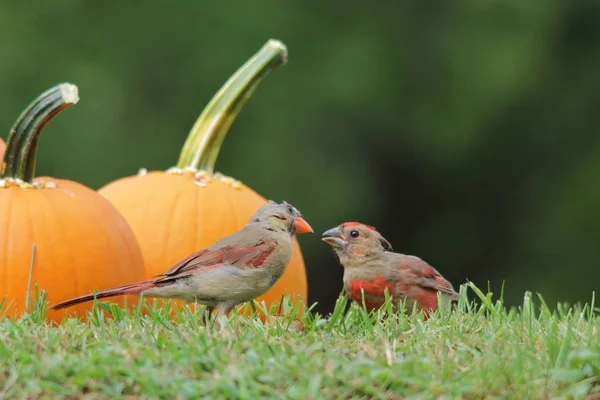 Northern Cardinal feed on Sunflower seeds laid on yellow pumpkins. As photographed in Saint Louis, Missouri, USA. Representative of the season (Halloween) in combination with wild bird beauty