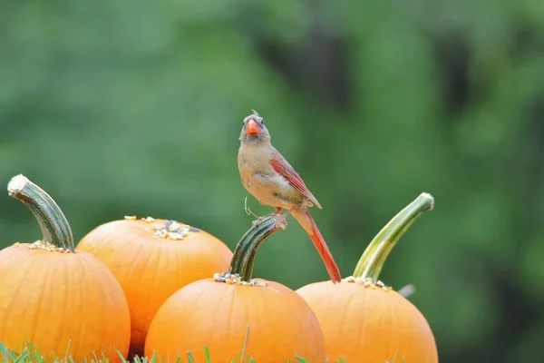 Cardinal Nord Nourrissant Des Graines Tournesol Posées Sur Des Citrouilles — Photo