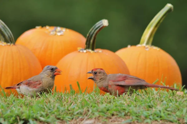 Northern Cardinal feed on Sunflower seeds laid on yellow pumpkins. As photographed in Saint Louis, Missouri, USA. Representative of the season (Halloween) in combination with wild bird beauty