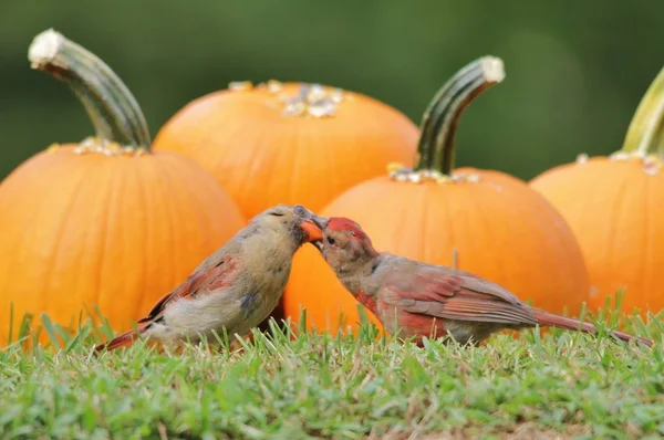 Northern Cardinal feed on Sunflower seeds laid on yellow pumpkins. As photographed in Saint Louis, Missouri, USA. Representative of the season (Halloween) in combination with wild bird beauty