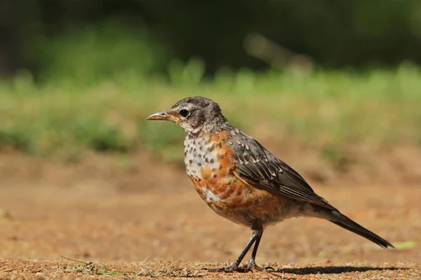 Ung Röd Robin Fågel Vildmarken Saint Louis Missouri Usa — Stockfoto