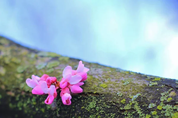 Tiny Wildflower Rośnie Drzewa — Zdjęcie stockowe