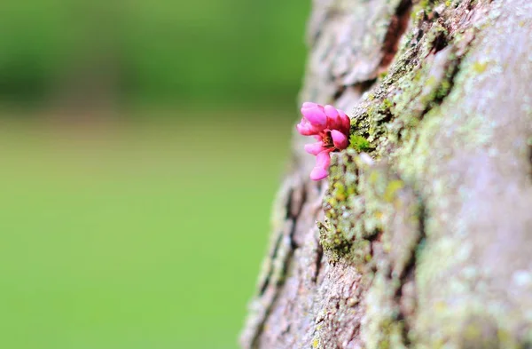 Tiny Wildflower Rośnie Drzewa — Zdjęcie stockowe