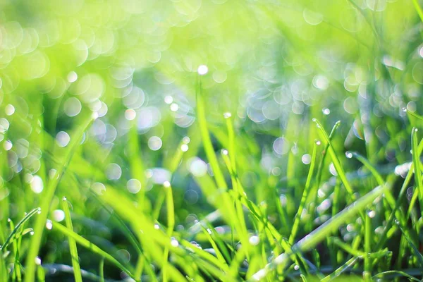 Fundo Grama Verde Com Brilho Prata Orvalho Cores Naturais Texturas — Fotografia de Stock