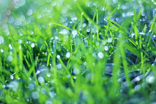 Çiy Gümüş Shine ile Yeşil Çim Arka Plan. Yaşamın Doğal Renkleri ve Dokuları 