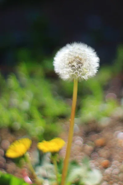 Mniszek Kwiat Niewyraźne Naturalne Tło Drobne Nasiona Przetrwania — Zdjęcie stockowe