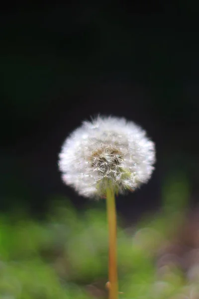 Löwenzahnblüte Auf Dunklem Hintergrund Feine Saat Des Überlebens — Stockfoto