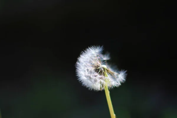 Fleur Pissenlit Sur Fond Sombre Graines Fines Survie — Photo