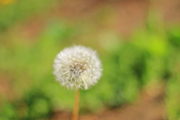 Fleur Pissenlit Sur Fond Naturel Flou Graines Fines Survie — Photo