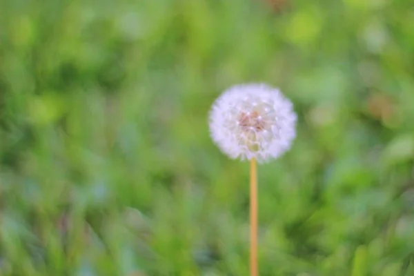 蒲公英花在模糊的自然背景 生存的优良种子 — 图库照片